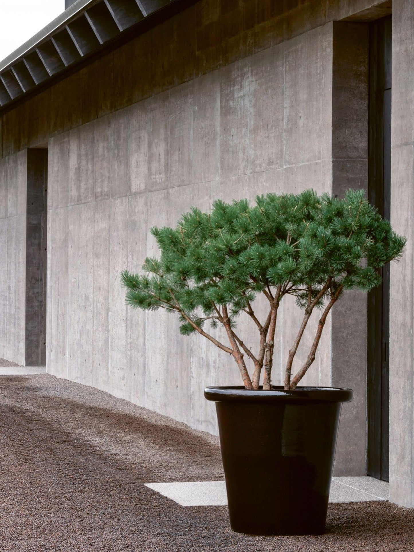 LONDON Planters Domani 