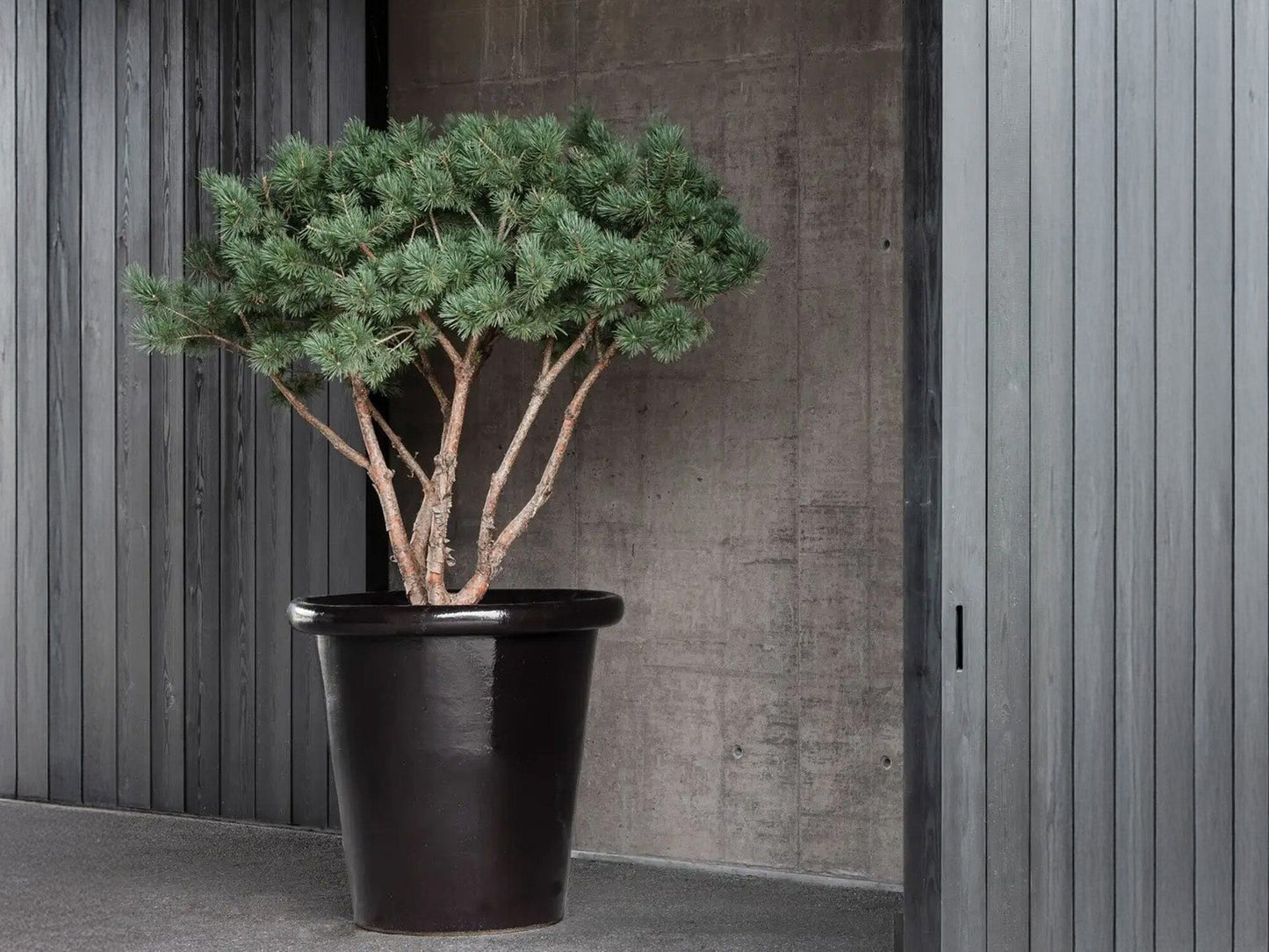 LONDON Planters Domani 