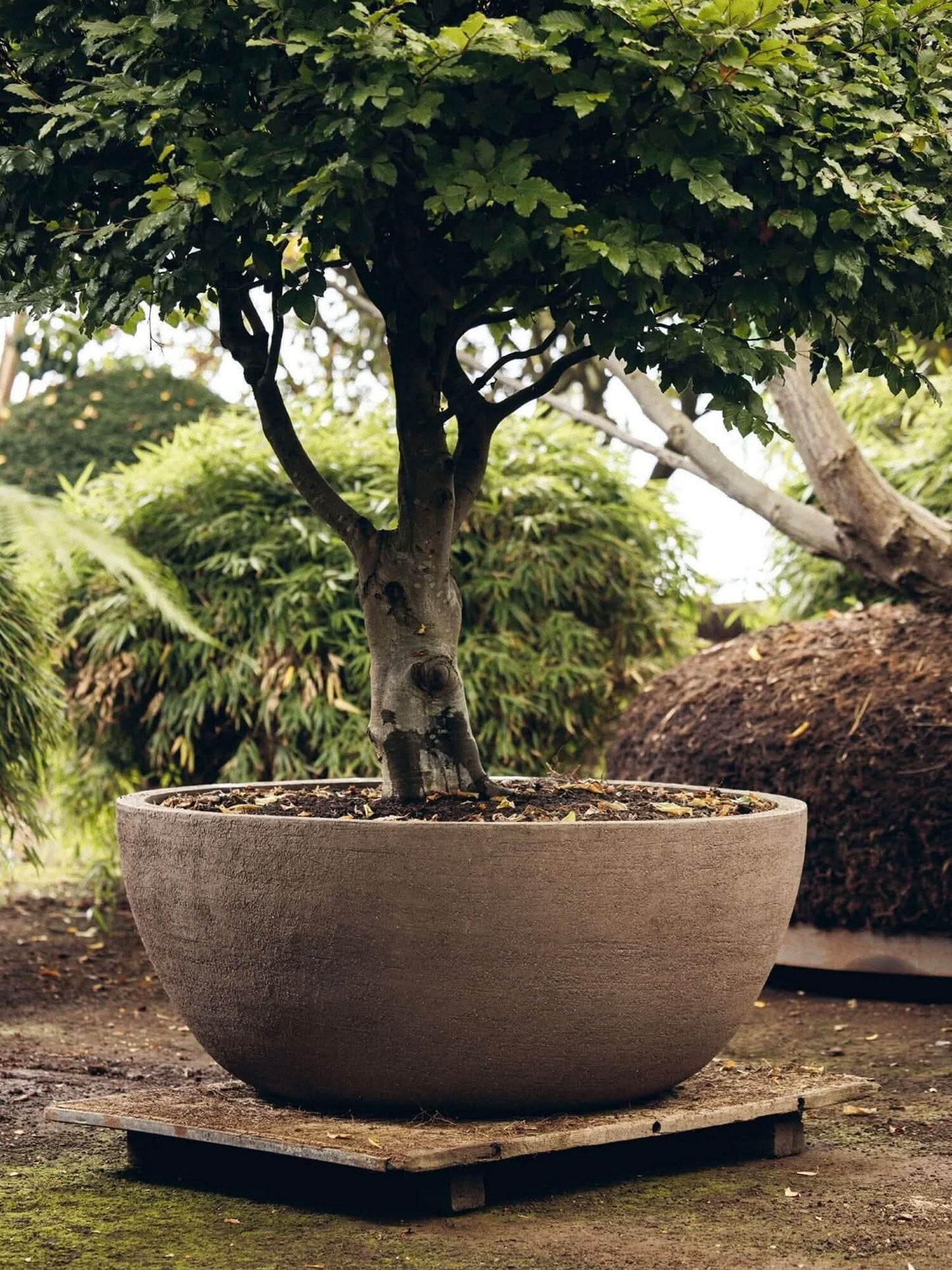 TEXEL Planters Domani 